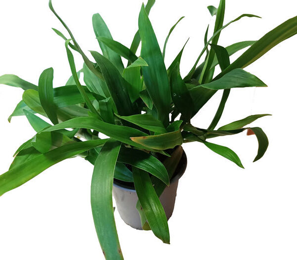 Murdannia