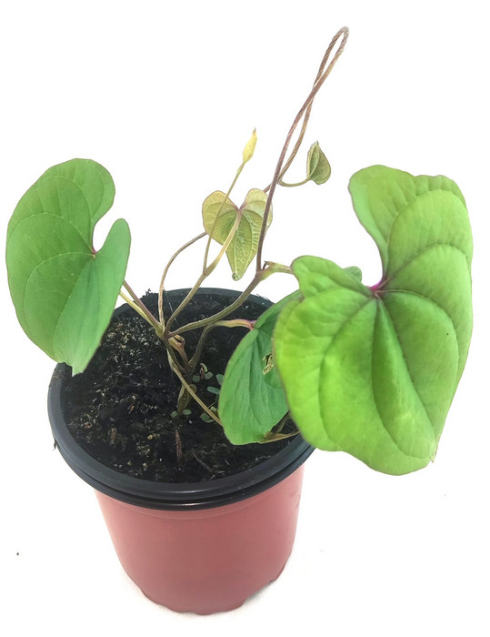 Ñame dioscórea batatas