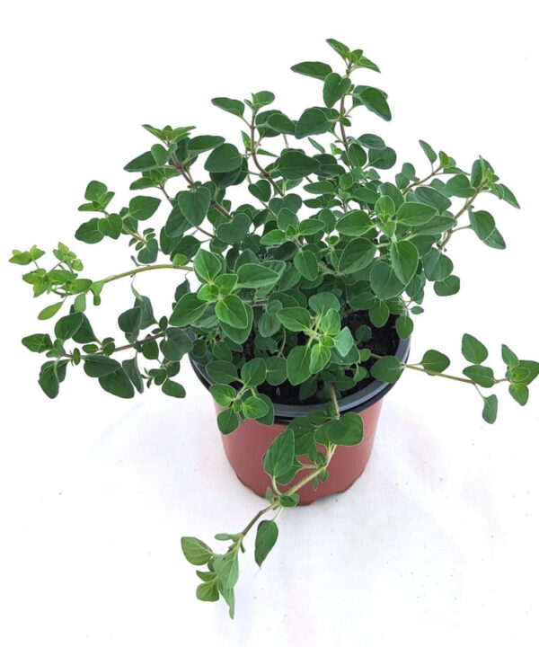 Orégano griego flor rosa