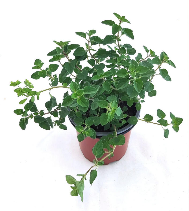 Orégano griego flor rosa