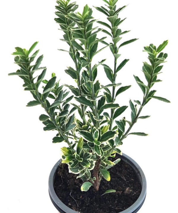 Euonimus blanco hoja estrecha