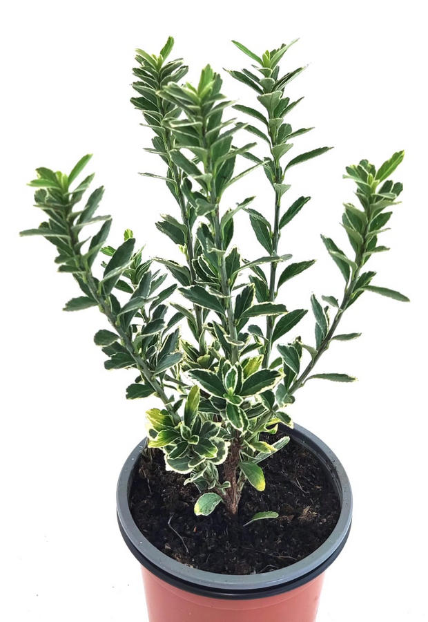 Euonimus blanco hoja estrecha