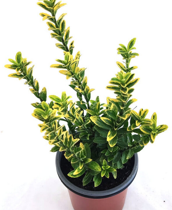 Euonimus hoja verde claro