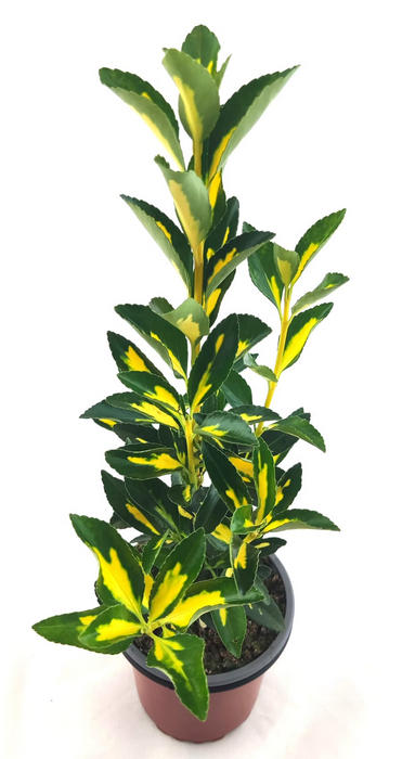 Euonimus verde amarillo