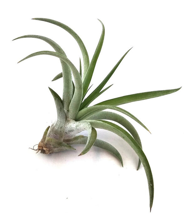 Clavel de aire capitata