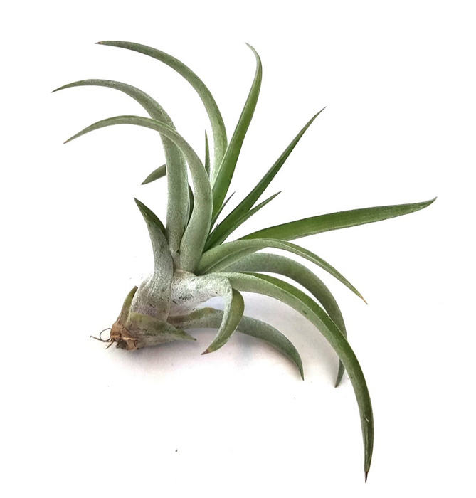 Clavel de aire capitata