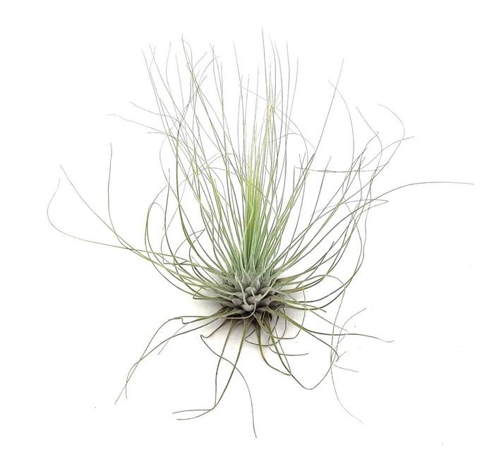 Clavel de aire argentea+flower