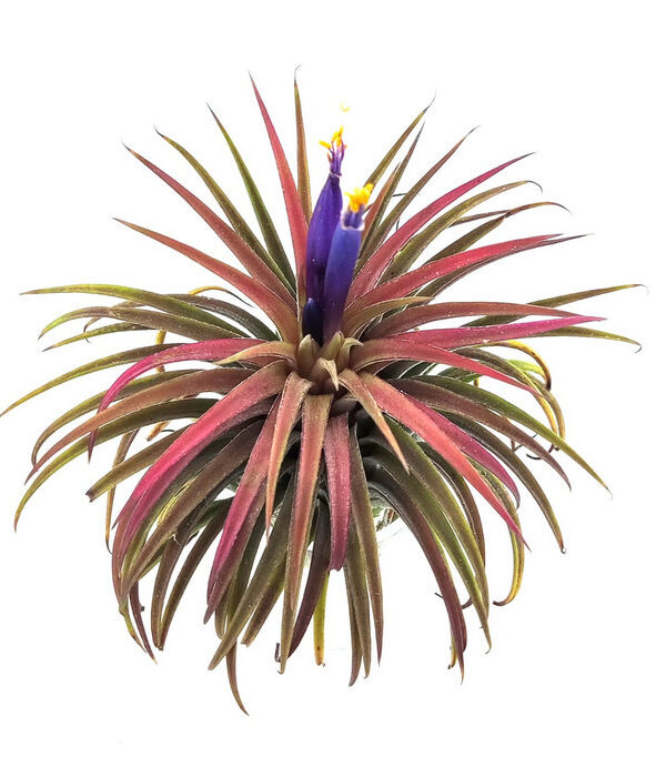 Clavel de aire  ionantha roja XXL