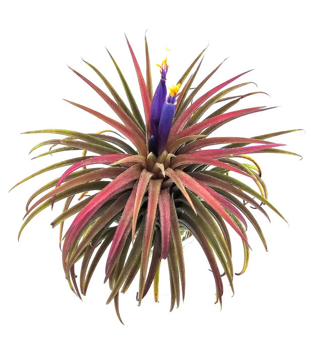 Clavel de aire  ionantha roja XXL