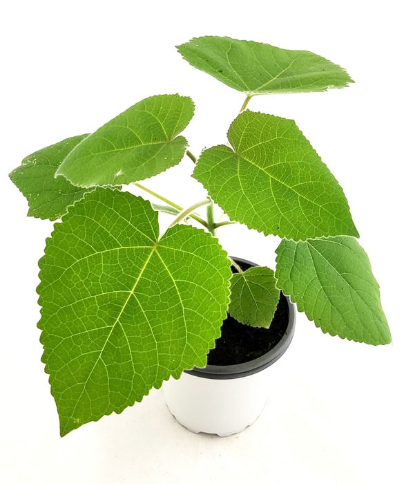 Paulownia hibrida