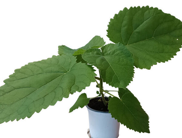 Paulownia híbrida Shang Tong
