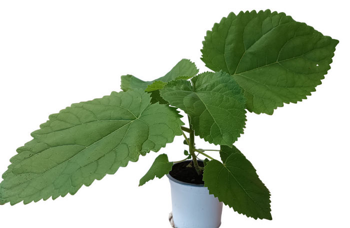 Paulownia híbrida Shang Tong