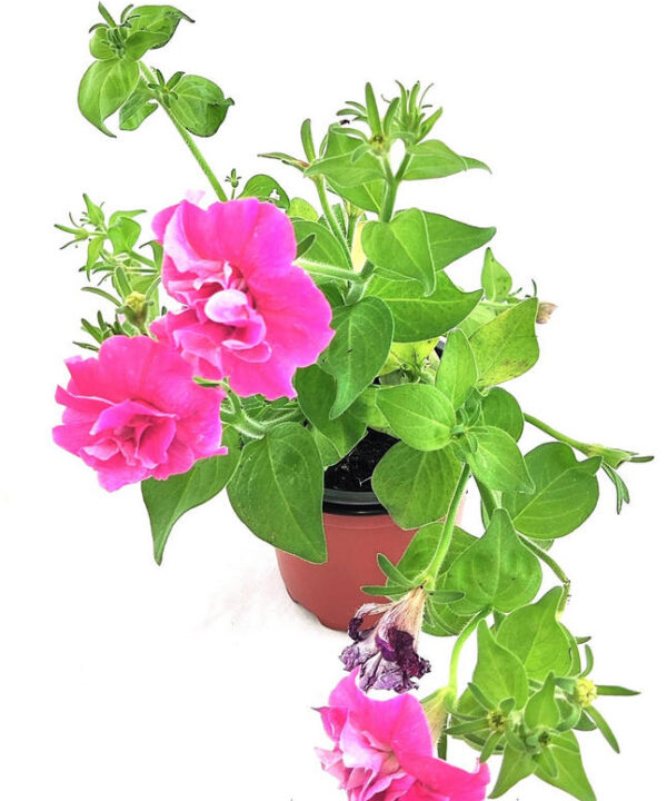 Petunia multicolor