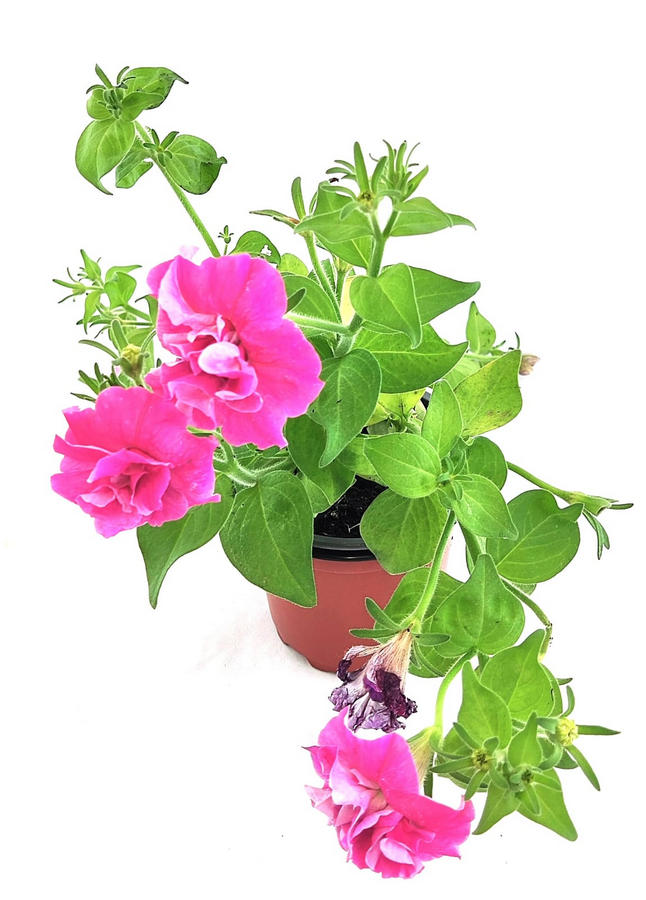 Petunia multicolor