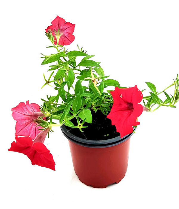 Petunia surfinia roja