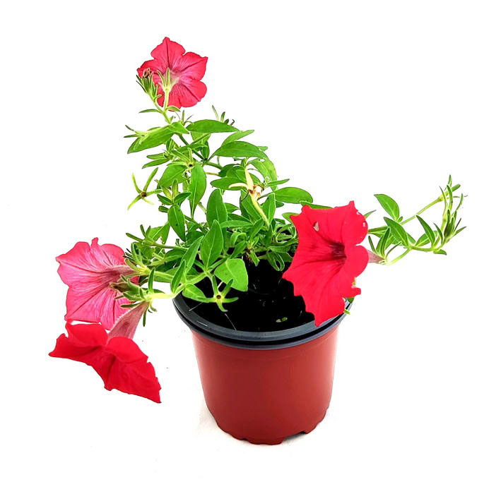 Petunia surfinia roja