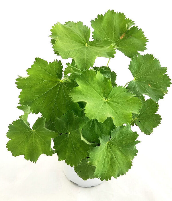 Pie de león mollis