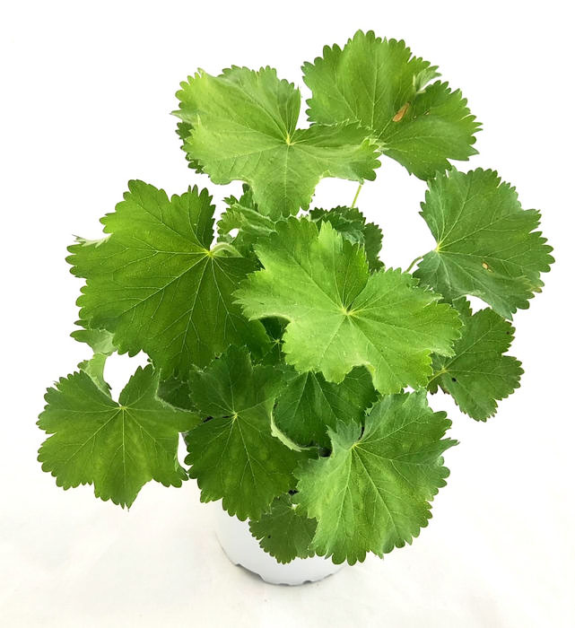 Pie de león mollis