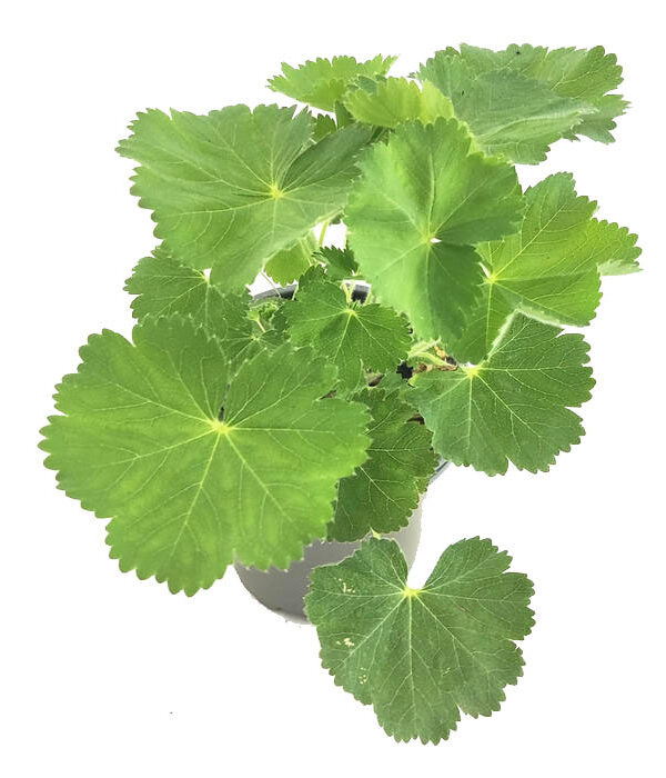 Pie de león xanthochlora