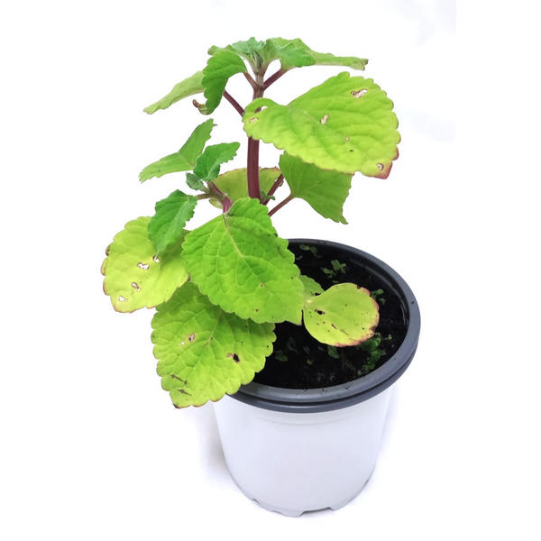 Planta anti polillas y insectos