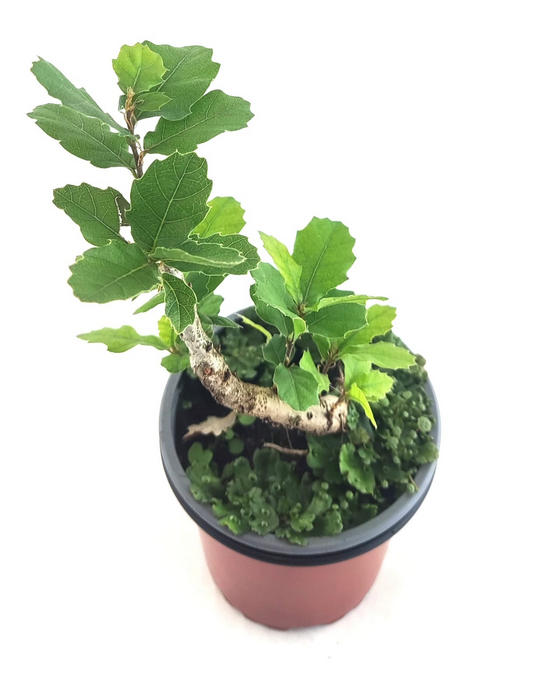 Roble carrasqueño