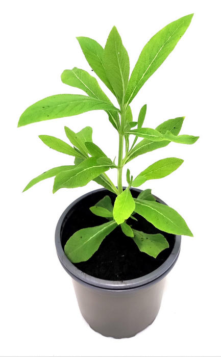 Salvia somaliensis