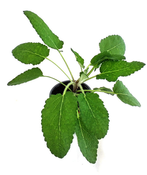 Salvia de Transilvania