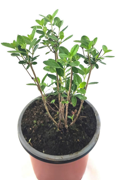 Salvia hoja pequeña violeta