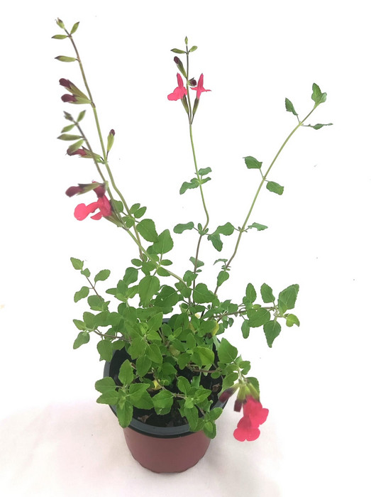 Salvia hoja pequeña rojo/blanca