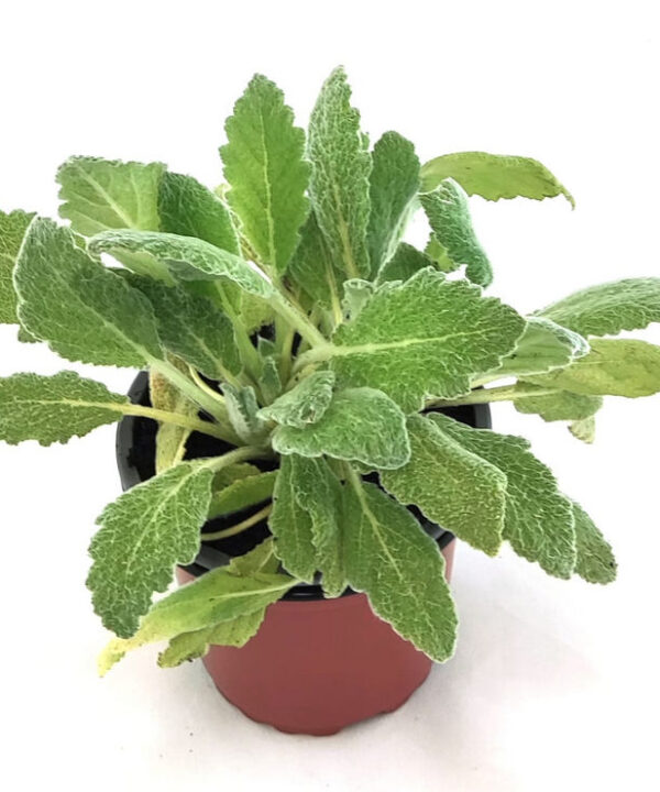Salvia Etíope