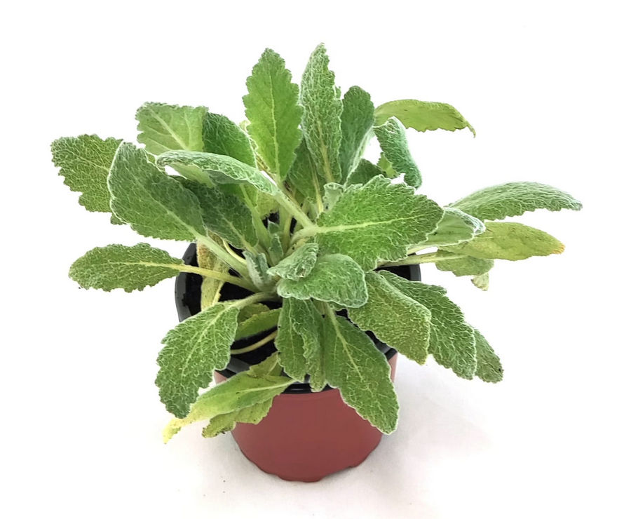 Salvia Etíope