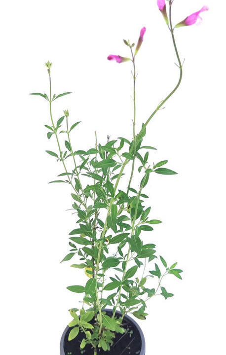 Salvia hoja pequeña rosa claro / blanco