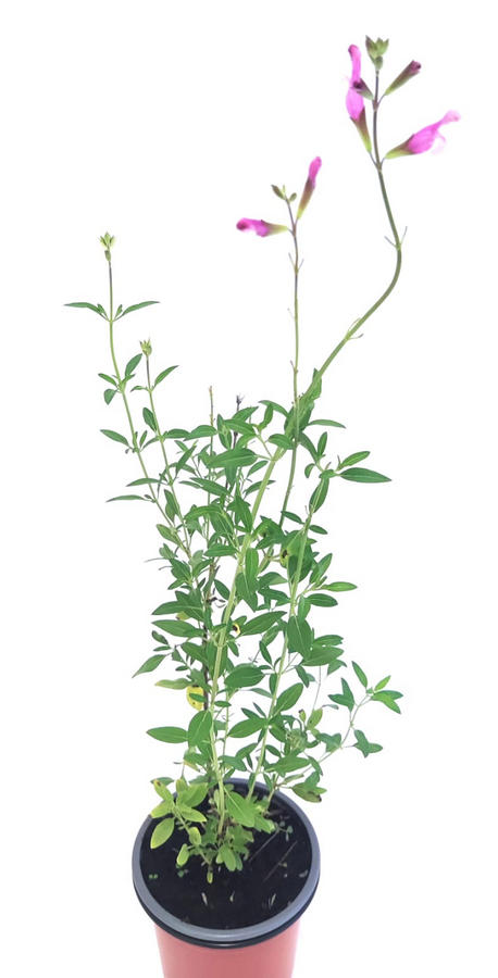Salvia hoja pequeña rosa claro / blanco