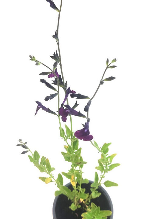 Salvia hoja pequeña blanco / violeta