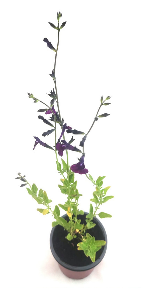 Salvia hoja pequeña blanco / violeta