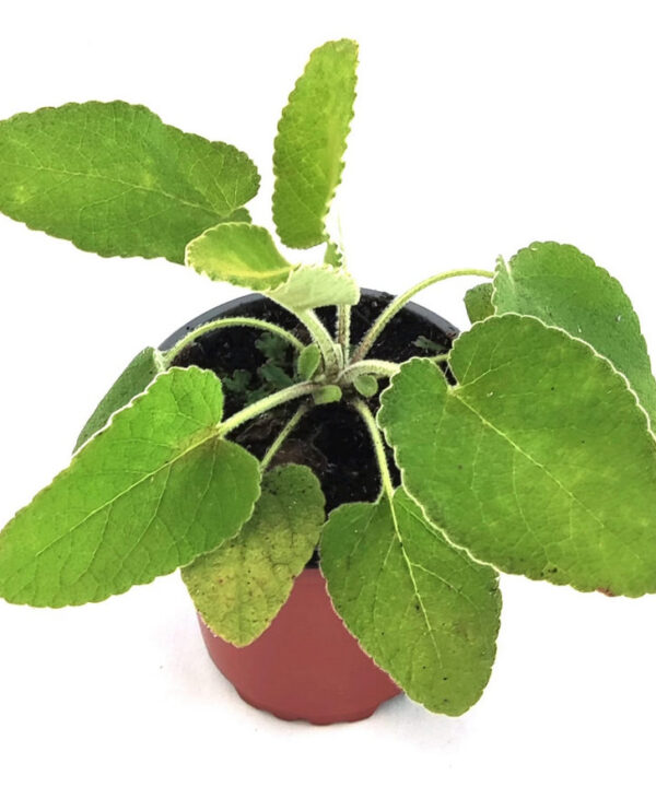 Salvia turca