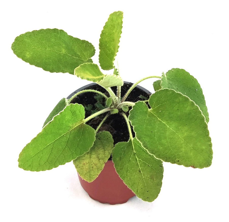 Salvia turca