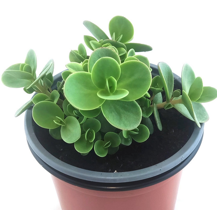 Sedum Hibridum