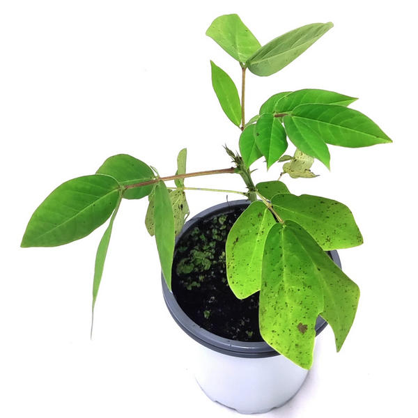 Senna occidentalis