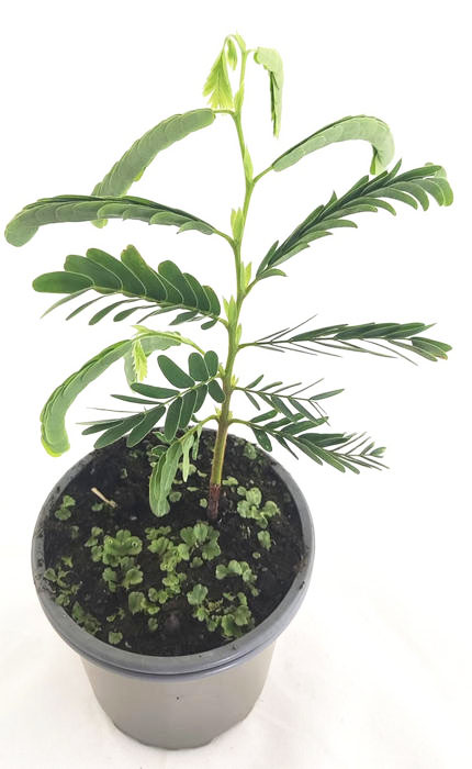 Tamarindus indica