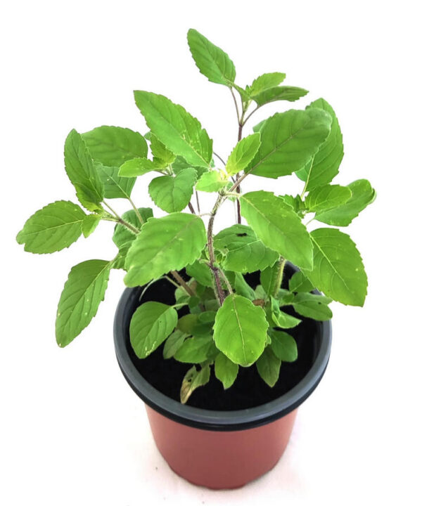Tulsi verde/morada