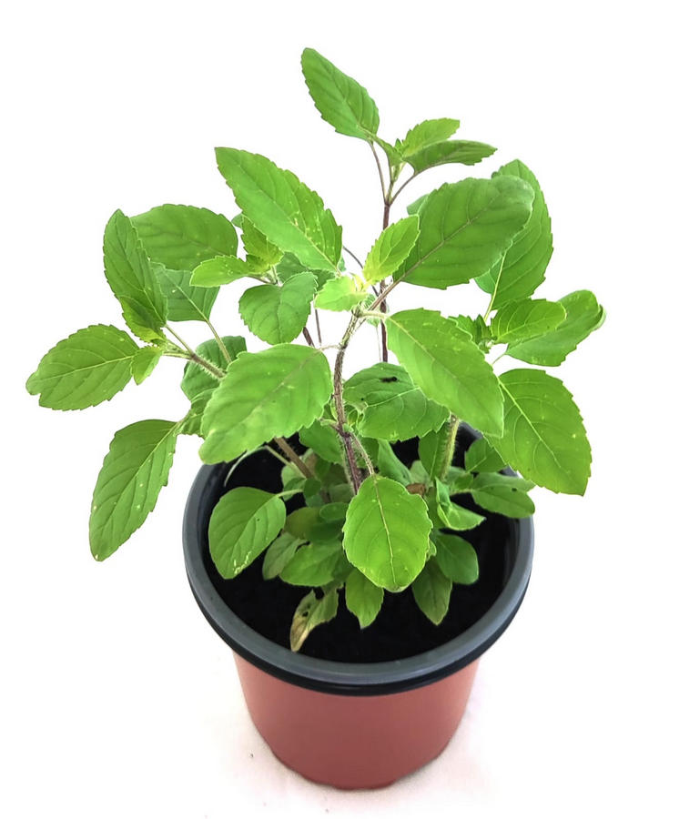 Tulsi verde/morada