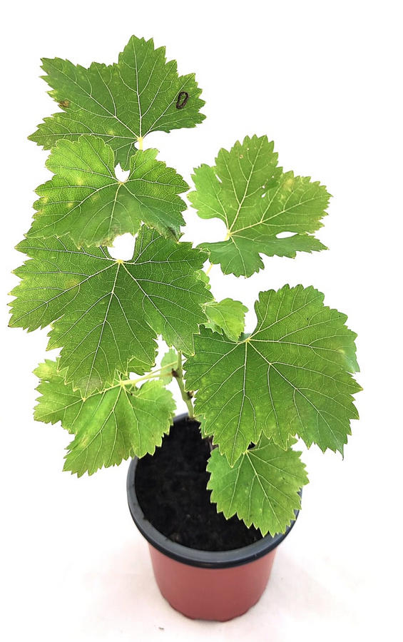 Uva sin pepitas