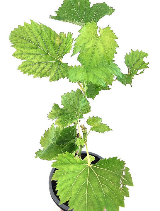 Uva rosseti de mesa