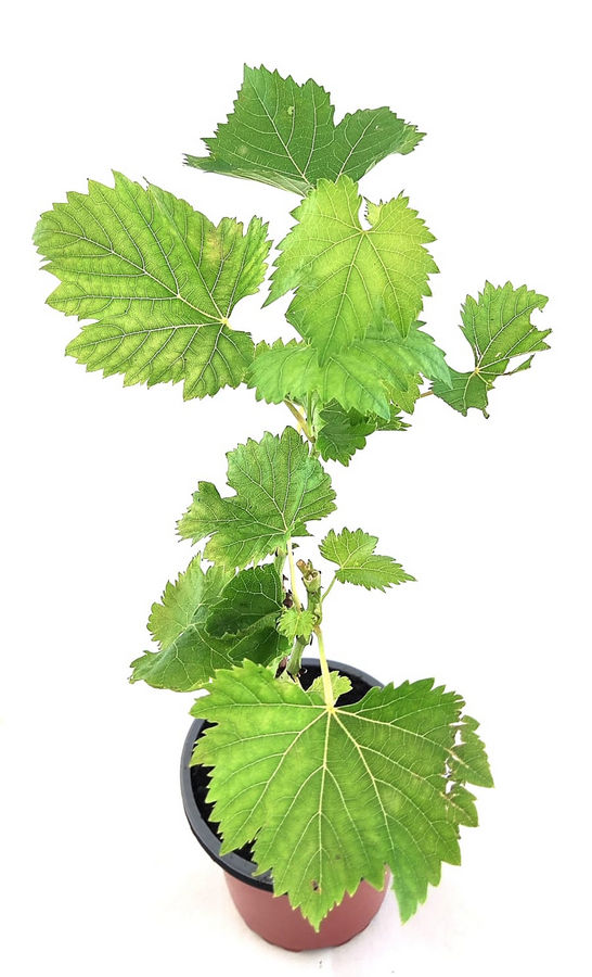 Uva rosseti de mesa