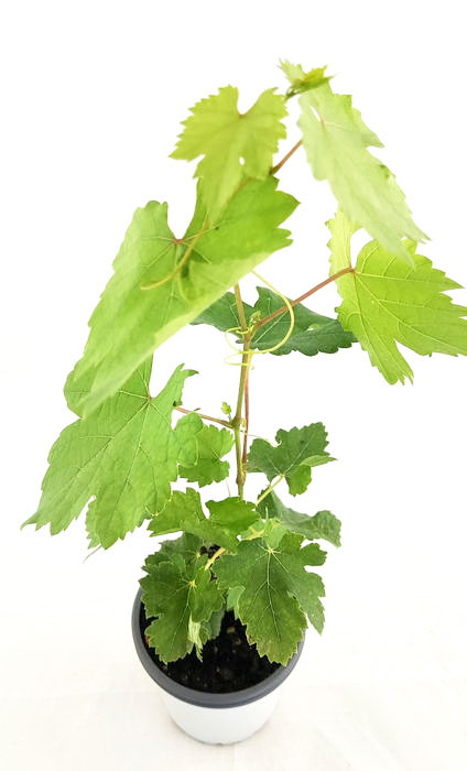 Uva pansa blanca