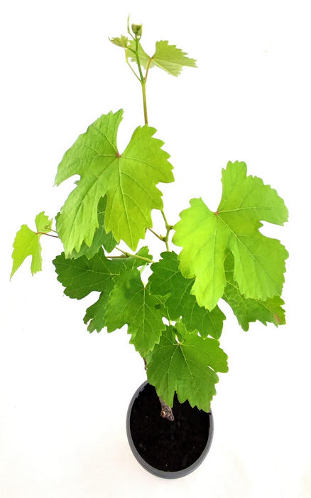 Uva verde grande, de mesa