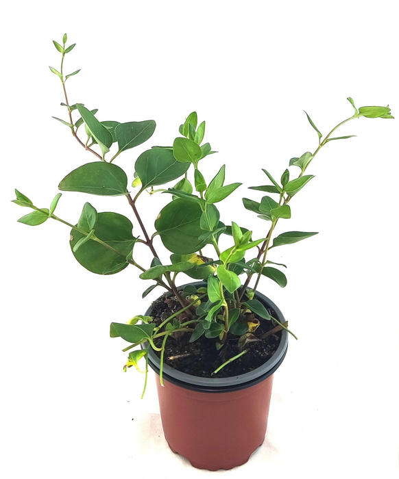 Vinca major hoja verde