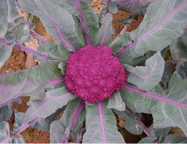 Brócoli de santa teresa azul
