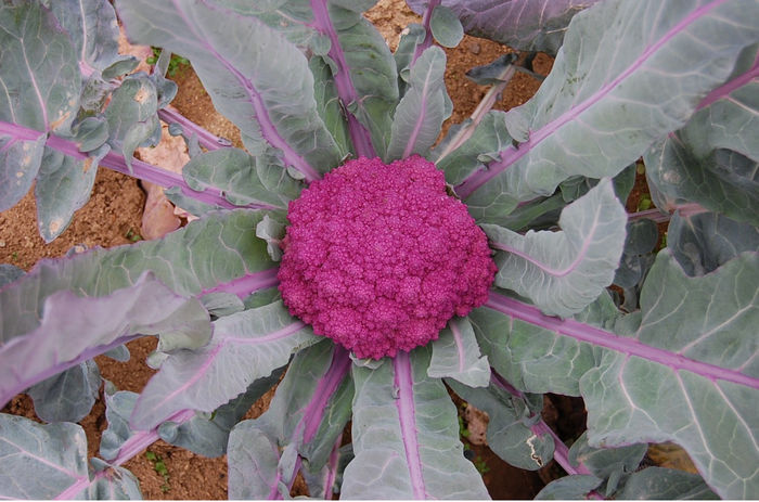 Brócoli de santa teresa azul